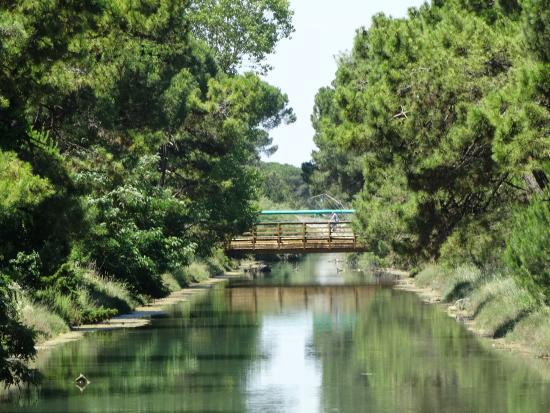 Pineta di Milano Marittima